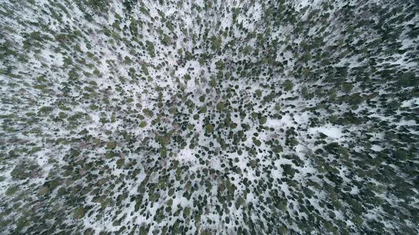 Aerial Top Down View Winter Forest Evergreen Trees on the Snow