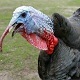 Turkey Gobble