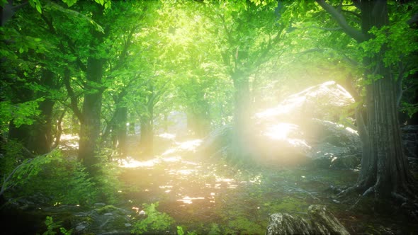 Sunbeams Shining Through Natural Forest of Beech Trees alt
