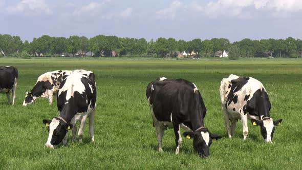 Black and white cows in the meadow grazing and looking around