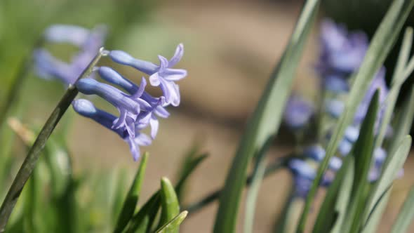 Fragrant flowering Hyacinth purple plant 4K 2160p 30fps UltraHD footage - Close-up of tiny Hyacinthu