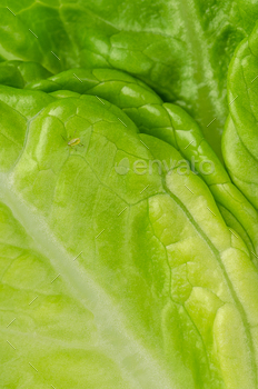 lettuce leaf. Greenfly, an insect of the superfamily Aphidoidea. A destructive and weakening insect pest on cultivated plants. Top view, macro photo.