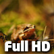 Little Frog - VideoHive Item for Sale