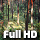 Sun On The Trees Time Lapse 2 - VideoHive Item for Sale