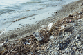 garbage, junk, litter, broken tree branches on shore sea beach - PhotoDune Item for Sale