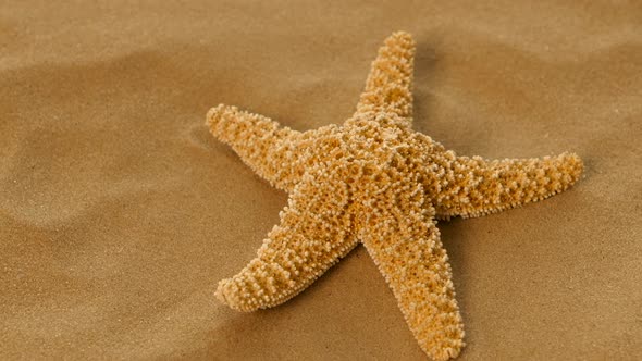 Red Sea Star Isolated on Sand, Rotation, Closeup