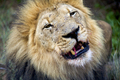 Lion in Botswana - PhotoDune Item for Sale