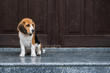 ome. Little Beagle breed dog at his new home