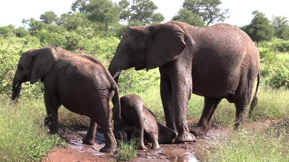 A family of elephants playing and wallowing in the mud in The Greater Kruger National Park in Africa