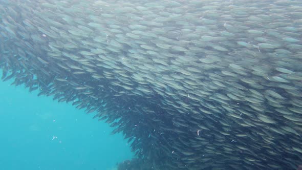 Shoal of Sardines in the Sea