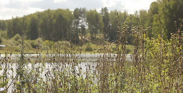 Dry Grass And Lake