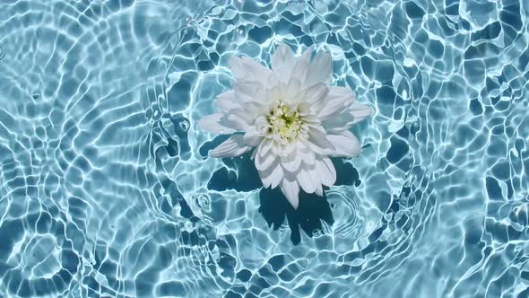 Slow Motion of Falling White Chrysanthemum on Water Surface and Diverging Circles of Water on Blue