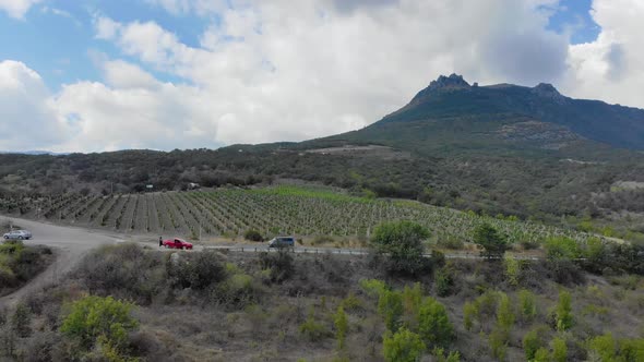 Aerial View of Grape Plantation