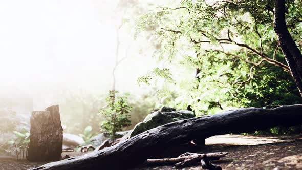 Green Tropical Forest with Rays of Light