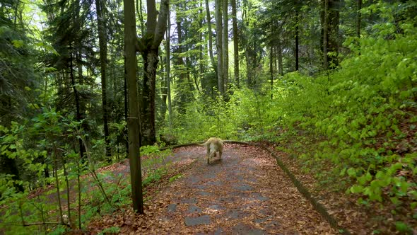 Dog of breed Labrador Retriever walking through forest 