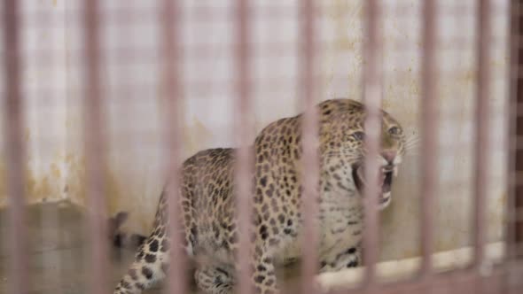 Leopard in Cage Roaring