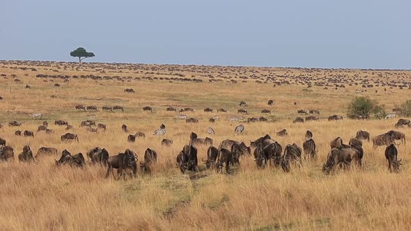 Massive herds of zebra and Wildebeest roam on Masai Mara savanna