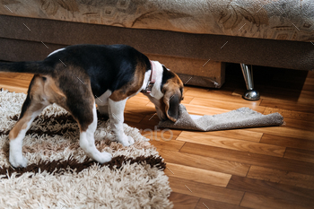 to Stop Puppy from Destructive Chewing Furniture. Beagle Puppy at home. Little Beagle breed dog at his new home