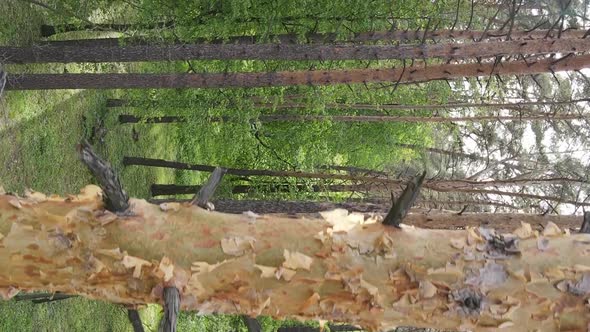 Vertical Video of a Forest with Pine Trees