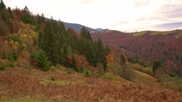 Beautiful Hills Covered with Colorful Autumn Trees in the Carpathians in Picturesque Ukraine