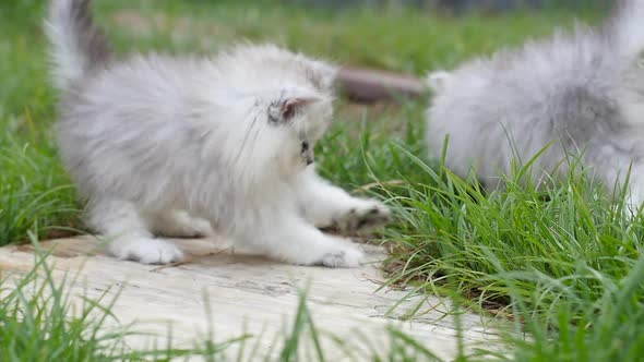 Cute Kittens Playing In The Park