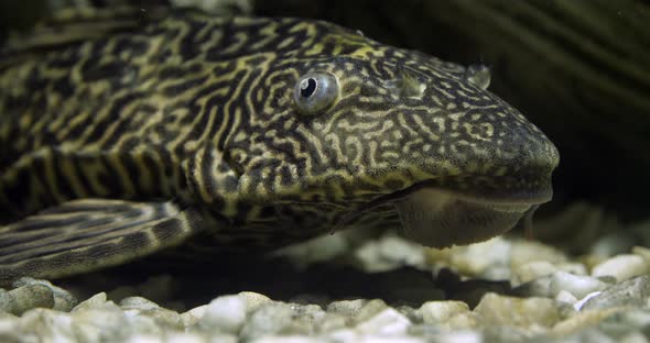 Suckermouth Catfish, hypostomus plecostomus, Freshwater Aquarium Fish, Slow Motion 4K