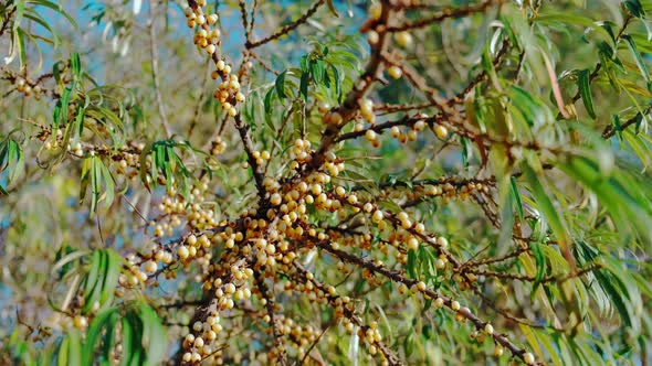 Autumn Ripe Sea Buckthorn Fruit on a Branch on a Background of Sunlight.