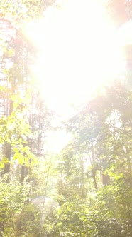 Vertical Video of a Forest in an Autumn Day