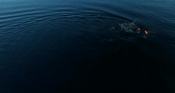 Aerial Triathlete In Wetsuit Swim Exercise In Sea. Aerial Swimmer Practicing Drone View.