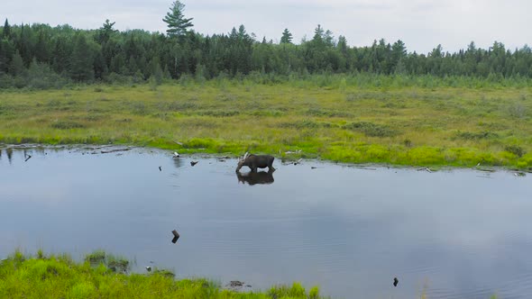 Moose drinks from edge of river within marsh wilderness