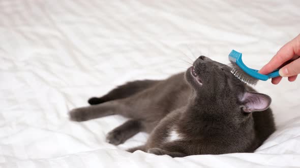 Unrecognizable Woman Combing a Gray Cat with a Brush on a White Blanket