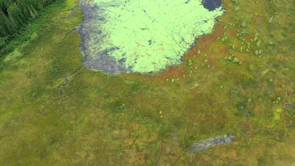 Aerial over the algae covered waters of Shirley Bog in the Maine countryside surrounded by thick gre