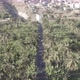 Aerial view coconut and sugar canne plantation in Santiago - Cape verde - Cabo verde - VideoHive Item for Sale