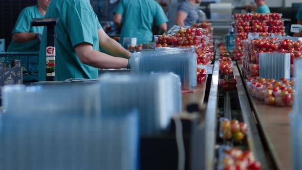 Factory Workers Packing Tomatoes Operating Fresh Red Vegetables Manufacturing