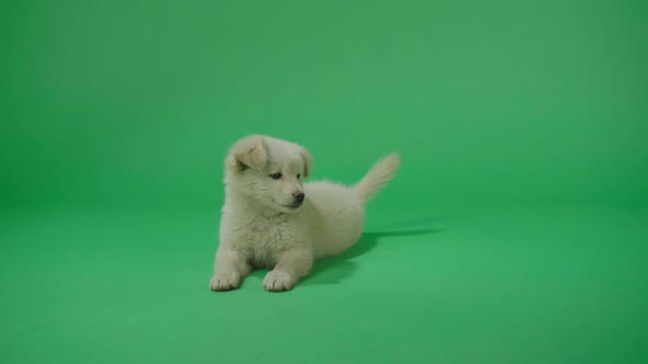 Full View Of A Wagging Tail White Dog Laying Down In The Green Screen Studio Then Walking Away