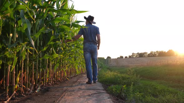 A Farmer Inspects the Corn Crop with a Smartphone