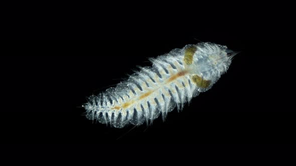 Worm Polychaeta Under the Microscope Polynoidae Family