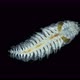 Worm Polychaeta Under the Microscope Polynoidae Family - VideoHive Item for Sale
