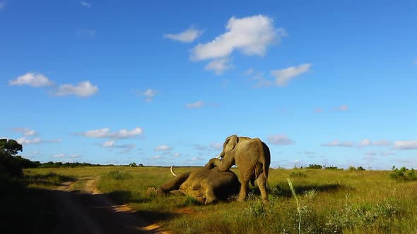 Young bull elephants try to dominate and older bull elephant, Loxodonta africana by standing on top