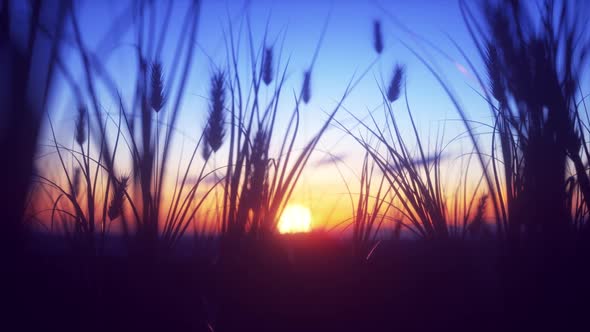 Sunset With Close Up Wheat In The Wind