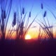 Sunset With Close Up Wheat In The Wind - VideoHive Item for Sale