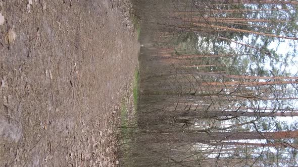 Vertical Video of a Road in the Forest