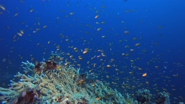 Coral Garden Orange Fish Lionfish