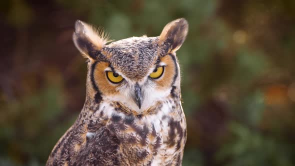 Beautiful Great Horned Owl