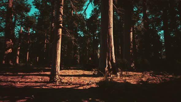 Giant Sequoias in the Sequoia National Park in California USA