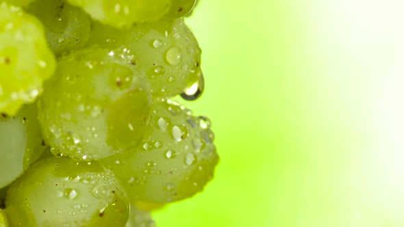 Grapes Brush On The Vivid Background