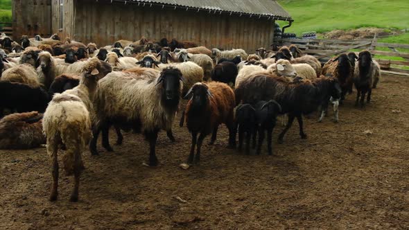 Sheep Farm with Sheep and Goats