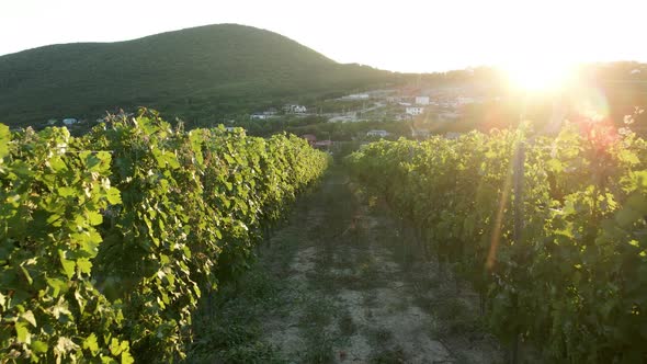 Large Vineyard Field in the Summer at Sunset