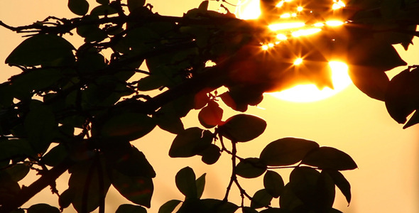 Sunrise And Silhouette 2