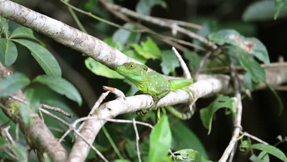Green Plumed Basilisk Lizard (basiliscus plumifrons), Costa Rica Wildlife, Rainforest Animals in Tor